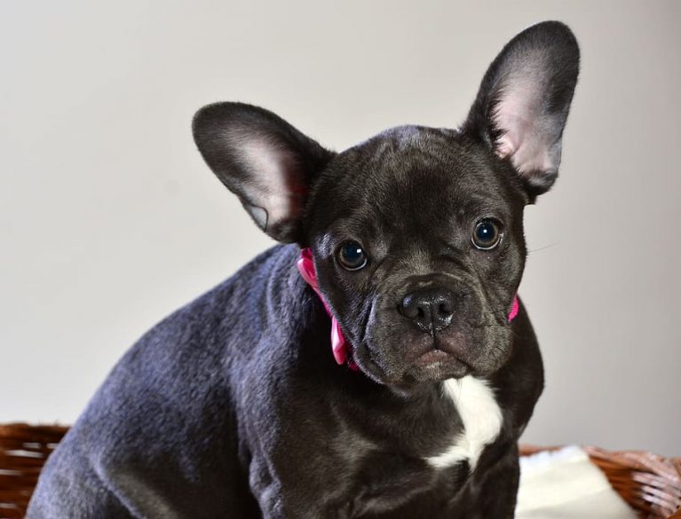 good toys for french bulldog puppies